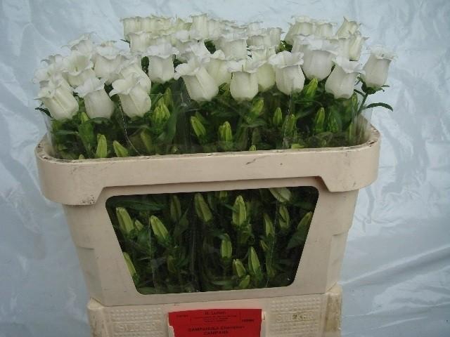 <h4>Campanula medium champion white</h4>