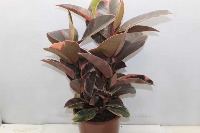 <h4>FICUS ELASTICA RUBY P24</h4>