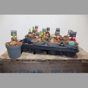 Hippeas 2 Steel Rood Decorum