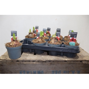 arr8 Hippeas 2 Steel Rood Decorum