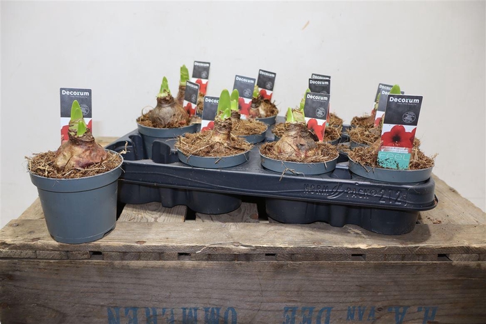 <h4>arr8 Hippeas 2 Steel Rood Decorum</h4>