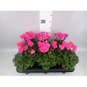 Cyclamen KL 'Compact'