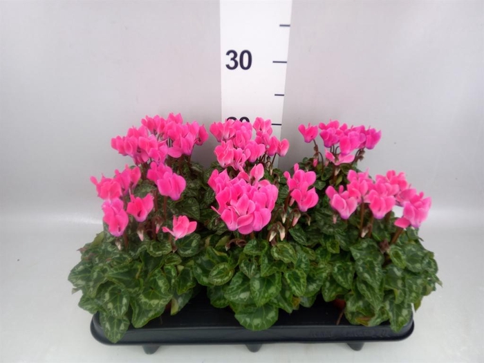 <h4>Cyclamen KL 'Compact'</h4>