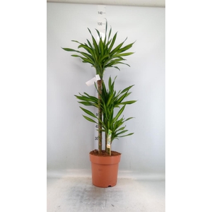 Dracaena frag. 'Riki'