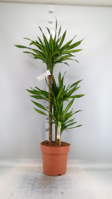 <h4>Dracaena frag. 'Riki'</h4>