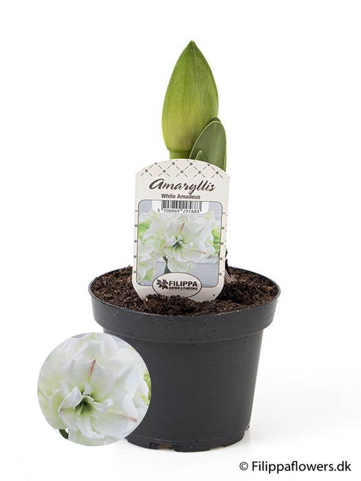 <h4>HIPPEASTRUM-HYBRID</h4>