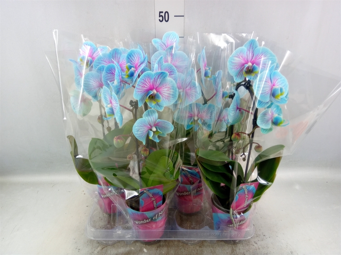 <h4>Phalaenopsis   ...</h4>