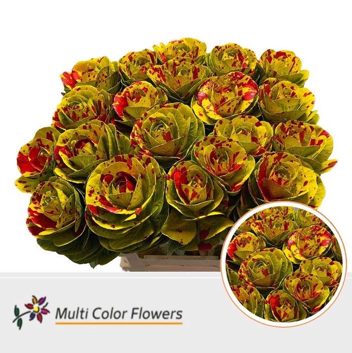 <h4>Brassica paint yellow splash red</h4>