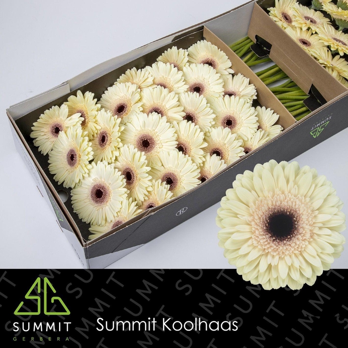 <h4>Gerbera Eclair Doos</h4>