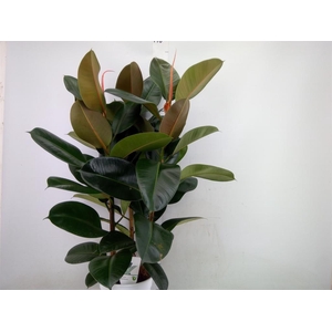 Ficus   ...