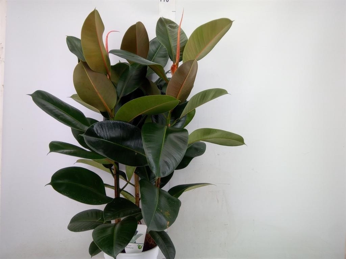<h4>Ficus   ...</h4>