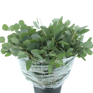 Euca Populus Long 300gr