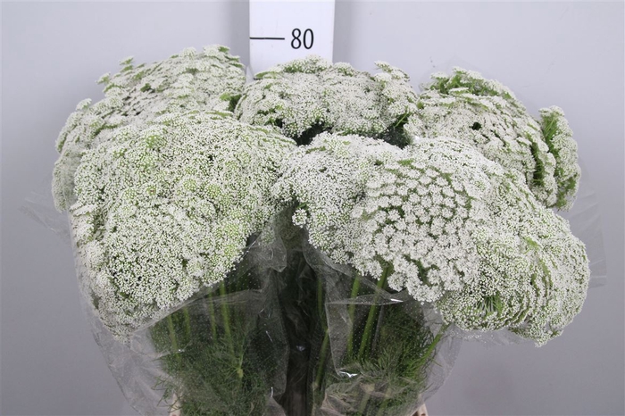 <h4>Ammi Visnaga</h4>