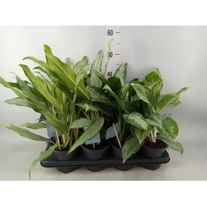 Aglaonema   ...mix