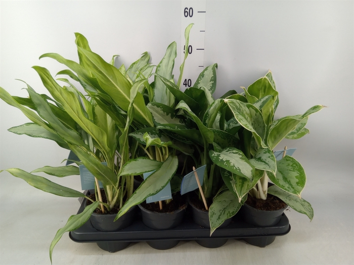 <h4>Aglaonema   ...mix</h4>