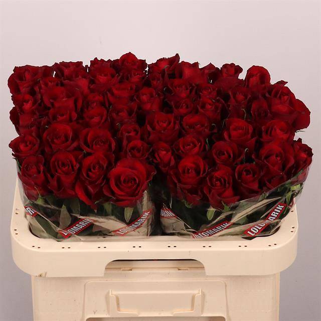 <h4>Rosa large ever red</h4>