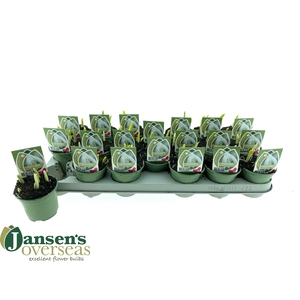 GALANTHUS NIV IN POT