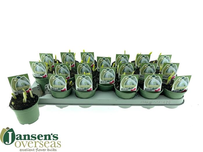 <h4>GALANTHUS NIV IN POT</h4>