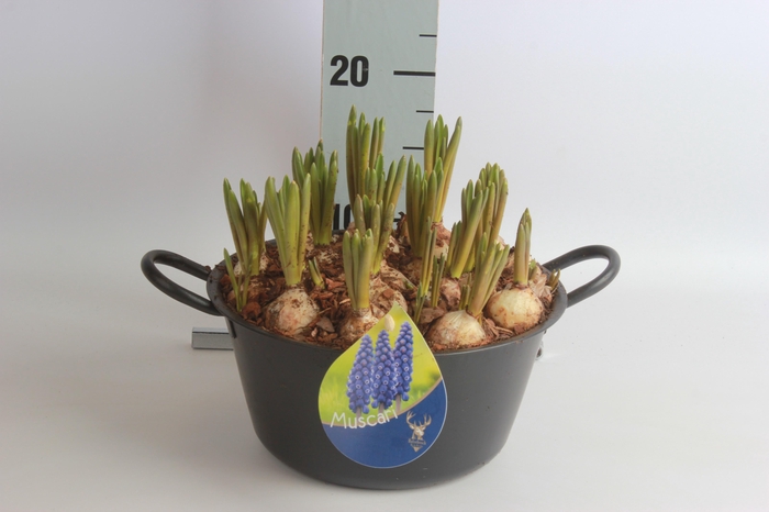 <h4>ARR MUSCARI</h4>