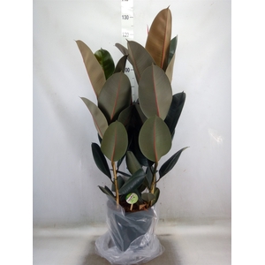 Ficus elastica 'Abidjan'