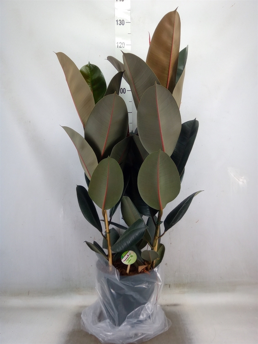 <h4>Ficus elastica 'Abidjan'</h4>