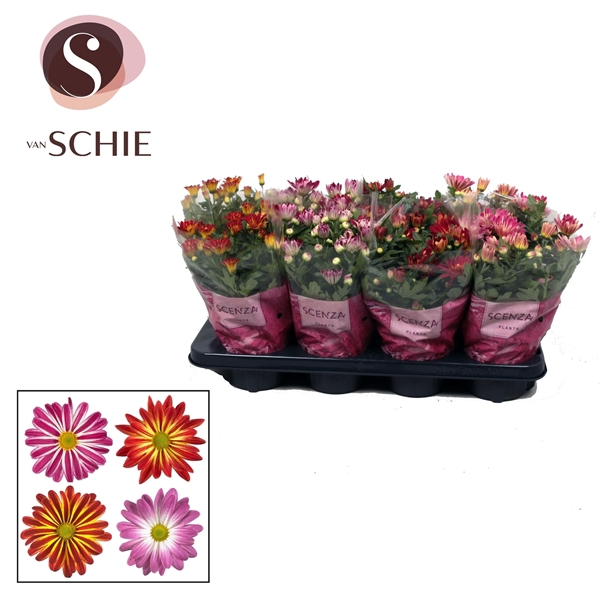 <h4>Chrysanne® Bicolor Mix Stadium 1-2</h4>