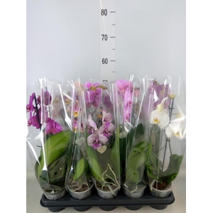 Phalaenopsis   ...mix