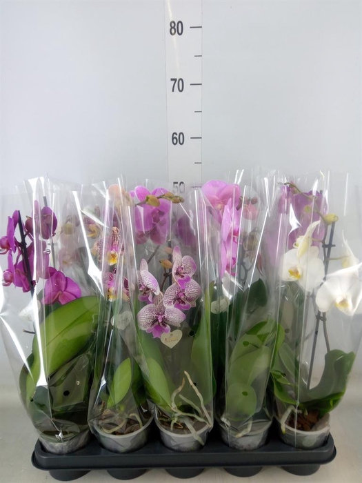 <h4>Phalaenopsis   ...mix</h4>