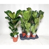 Ficus Lyrata