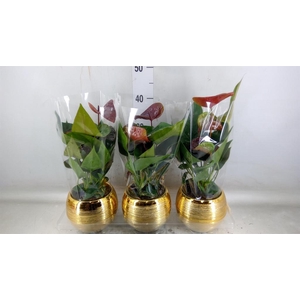 Anthurium andr. 'Essencia'