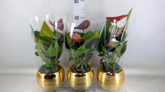 <h4>Anthurium andr. 'Essencia'</h4>