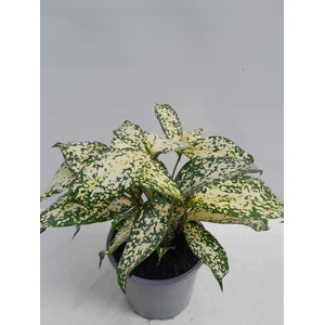 DRACAENA GODSEFFIANA P12 FLORIDAY BEAUTY