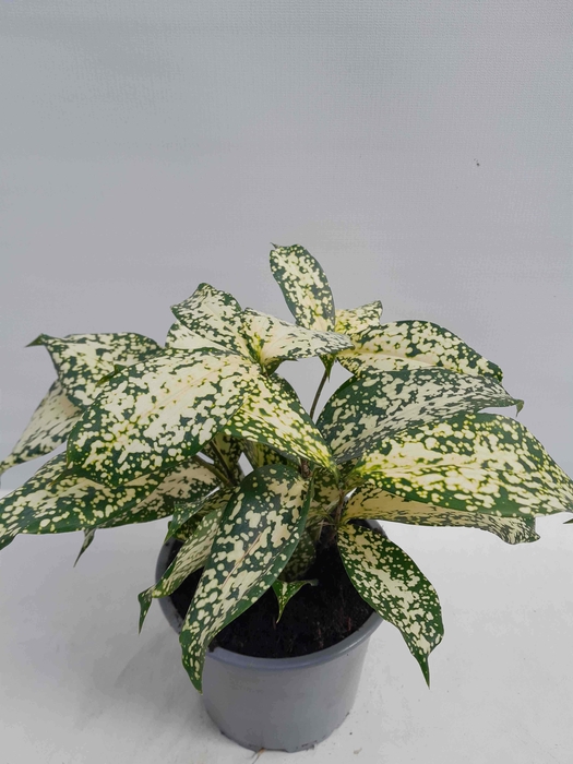 <h4>DRACAENA GODSEFFIANA P12 FLORIDAY BEAUTY</h4>