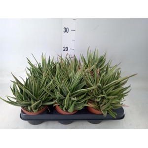 Gasteria