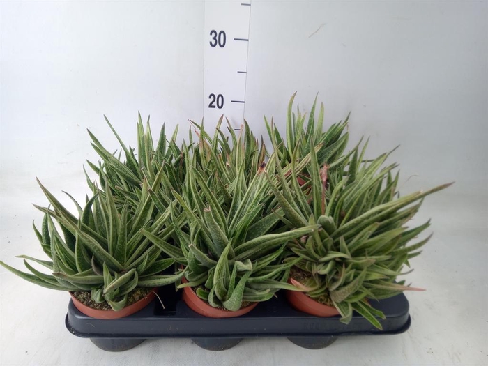 <h4>Gasteria</h4>