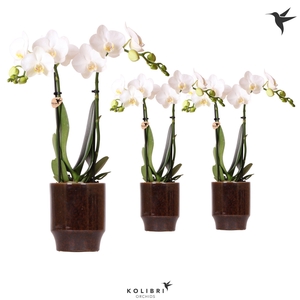 Kolibri Orchids Phalaenopsis white 2 spike in Classy pot brown