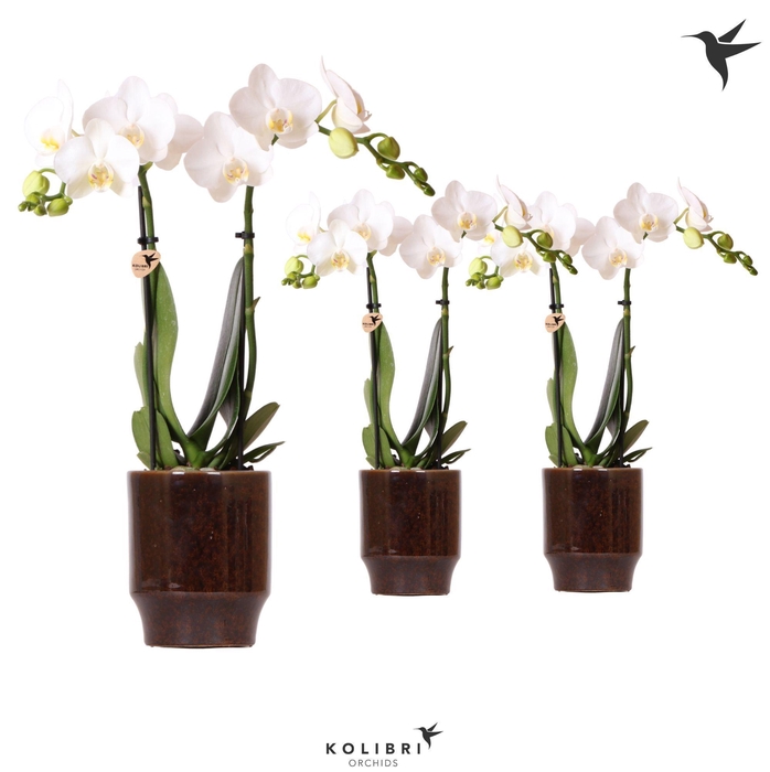 <h4>Kolibri Orchids Phalaenopsis white 2 spike in Classy pot brown</h4>