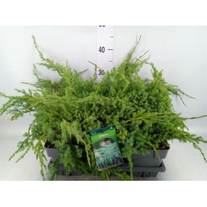 Juniperus squamata 'Blue Carpet'