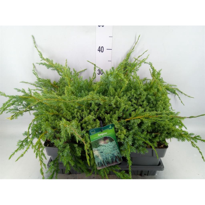<h4>Juniperus squamata 'Blue Carpet'</h4>