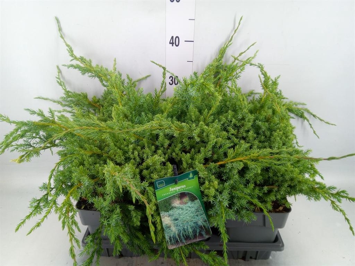 Juniperus squamata 'Blue Carpet'