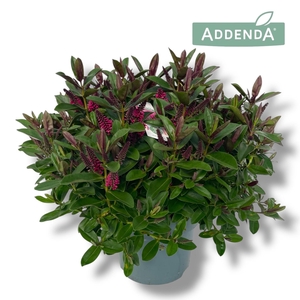 Hebe Donna Pink P23 Addenda®