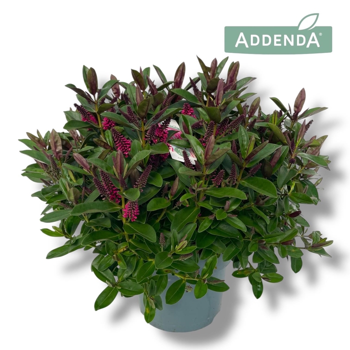 <h4>Hebe Donna Pink P23 Addenda®</h4>