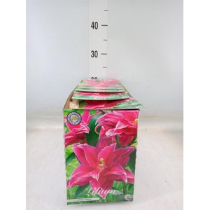 Flowerbulbs, corns or tubers   ...