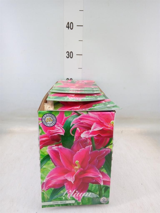 <h4>Flowerbulbs, corns or tubers   ...</h4>