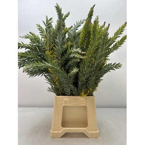 ACACIA MIMOSA LUNA d