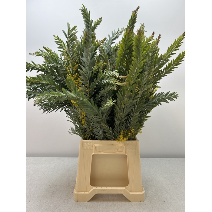 <h4>ACACIA MIMOSA LUNA d"ARGENTO PB</h4>