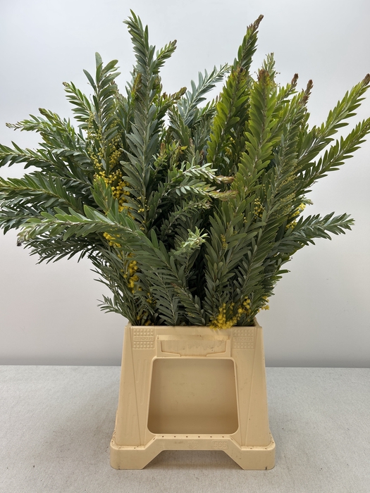 ACACIA MIMOSA LUNA d