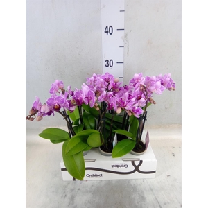 Phalaenopsis   ...mini