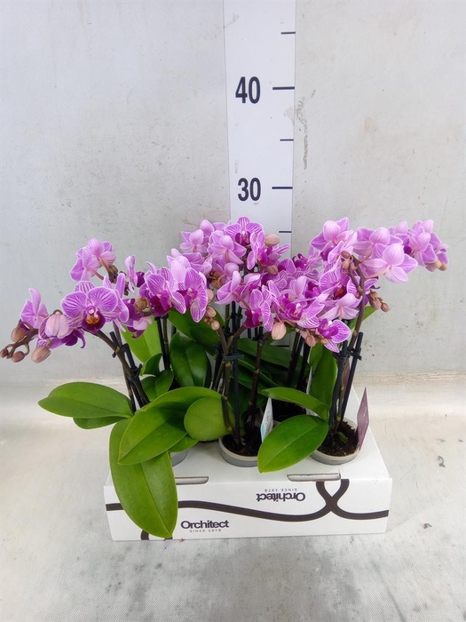<h4>Phalaenopsis   ...mini</h4>