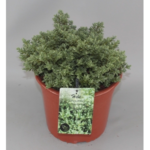 Hebe pinguifolia 'Sutherlandii' C5